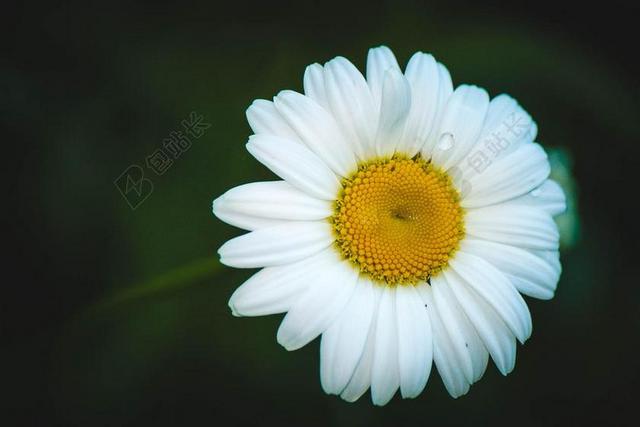 黛西 花卉 夏季花卉 洋甘菊 鲜花 夏季 白色的花 白 特写