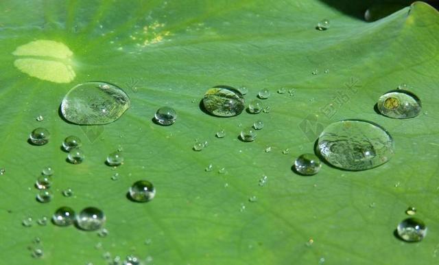 荷叶效应 滴 水 结构 雨滴 透明 珠绣 运行 湿 一滴水