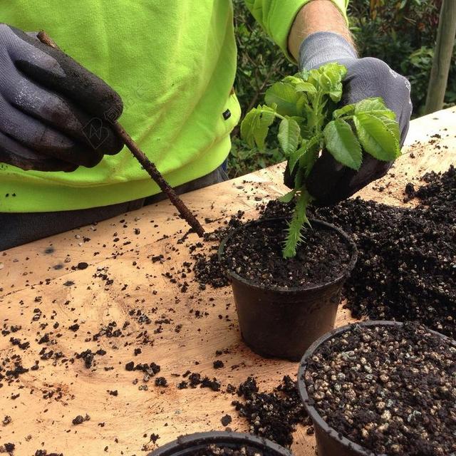 扦插 玫瑰CUTTLING 植物
