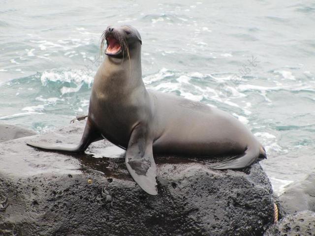 海狮 加拉帕戈 加拉帕戈海狮 ZALOPHUS WOLLEBAEKI