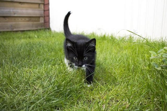 猫咪 玛雅 动物 宠物 猫 哺乳动物 动物医院 宿醉 猫脸