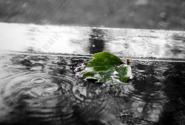 灰色自然雨天树叶落在地上水坑里背景图片