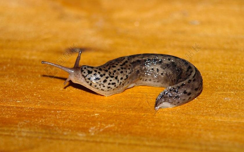 TIGERSCHNECKE 蜗牛 软体动物 慢慢地 蛞蝓 爬网