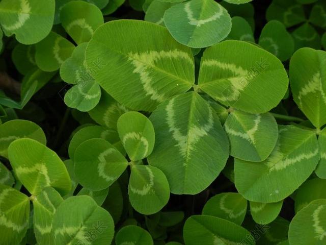 绿色植物清新幸运三叶草背景图片