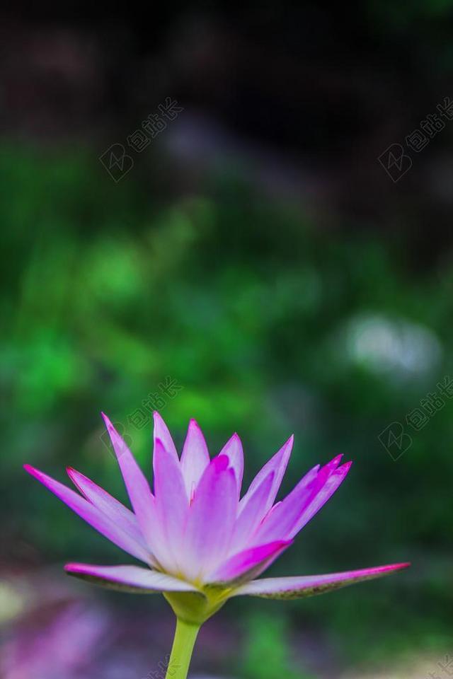 莲花 莲花肖像 睡莲 肖像 自然 池 植物 花 开花 水