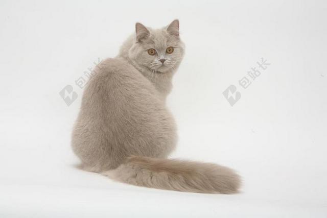 回眸一笑 英短 蓝色 舔舌头 猫 宠物 猫的 灰色毛皮 爪子