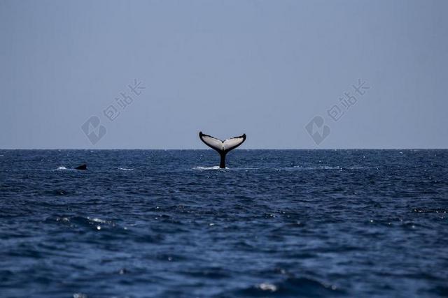 鲸鱼 座头鲸 海洋 哺乳动物 海 自然 动物 水 看