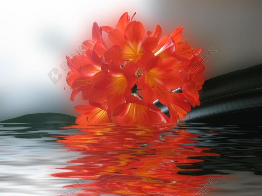 君子兰 花 红色 光明 真正