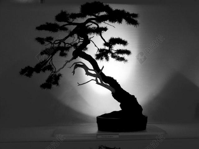黑白艺术创意盆景拍摄特写背景图片