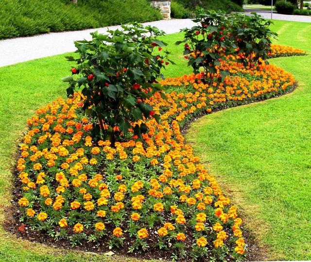 公园 折扣 花坛 鲜花 观赏植物 高峰 春天 湖公园
