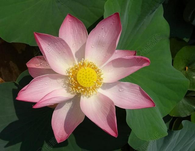 莲花 花 粉红色 莲 雄蕊 雌蕊 神圣的莲花 印度东部莲花