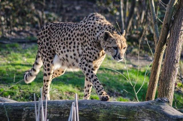 猎豹 动物园 意大利 性质 猫科动物 动物医院 攻击 捕食者