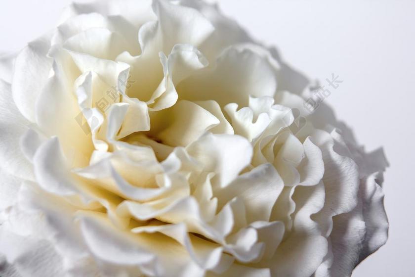 玫瑰 白 开花 厂 白玫瑰 玫瑰绽放 花 荆棘 盛开 关闭