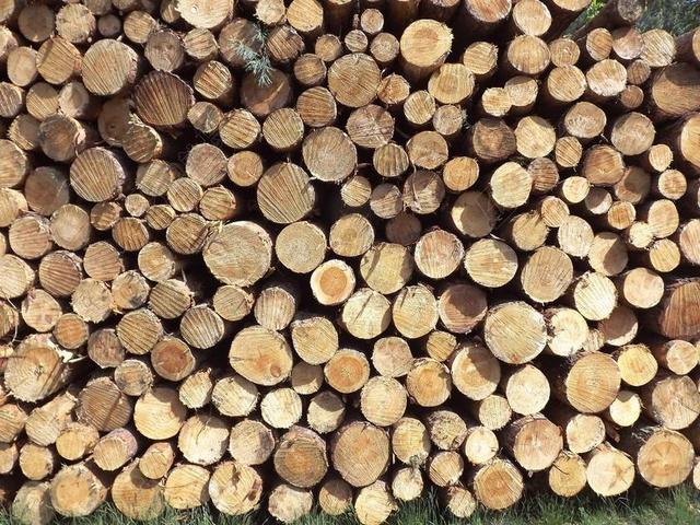 HOLZSTAPEL 松木 森林