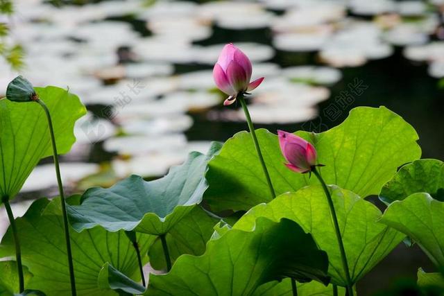 水百合 禅宗 花园 浇花 水生植物 禅宗池 性质 花 水