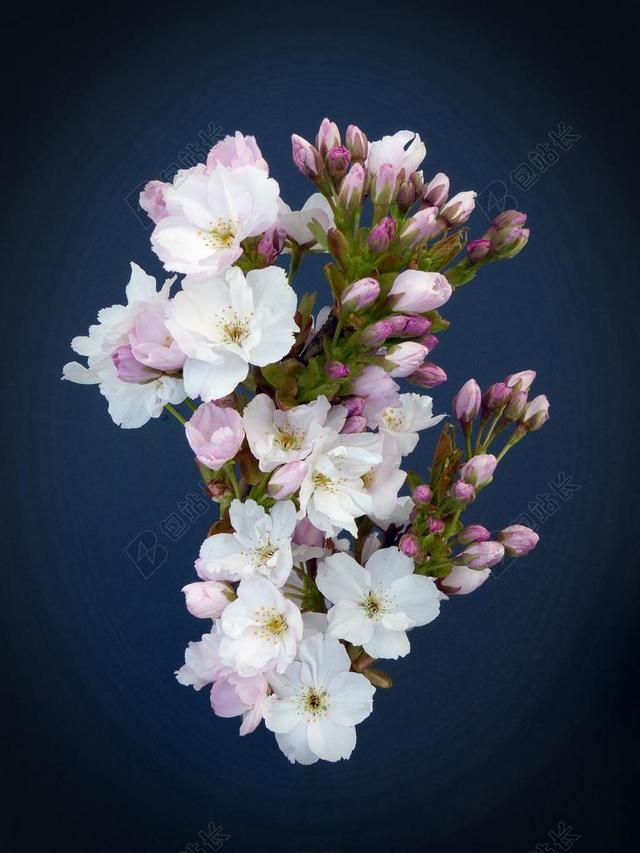 绽放的白色樱花背景图片
