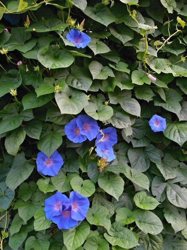 蓝色的牵牛花背景图片