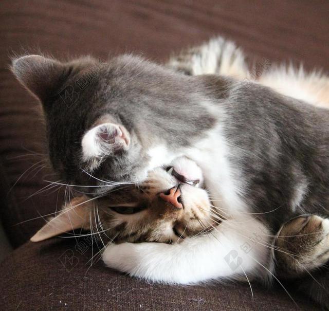 沙发上睡觉的猫背景图片