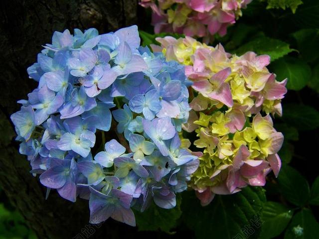 浅蓝色 粉红色的绣球花 庭园