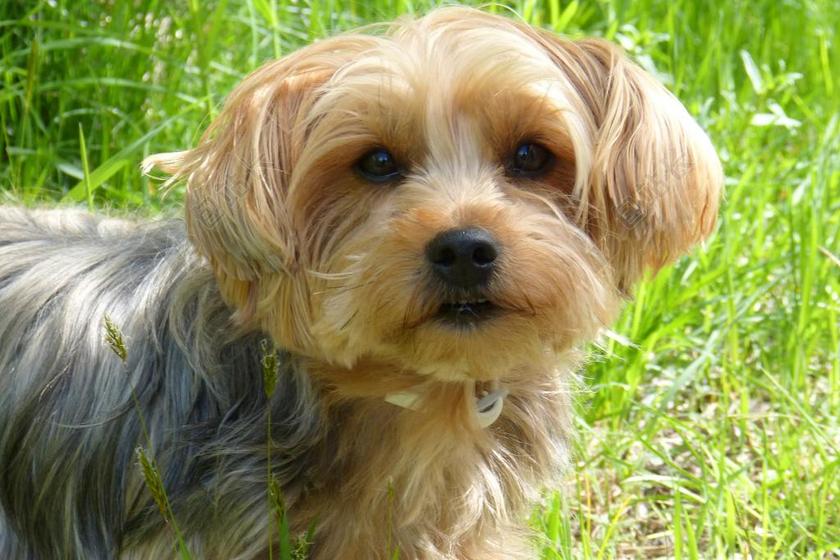 约克夏犬 狗 品种的狗 小狗