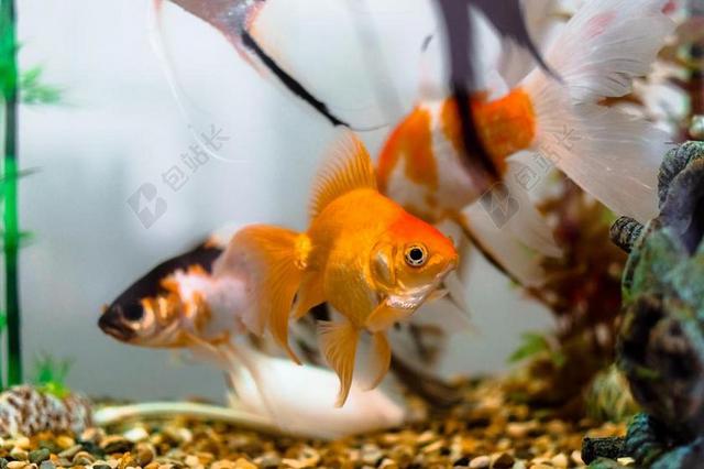 水族馆 颜色 舞者鱼 舞者 装修 鱼 金鱼 MAR 自然
