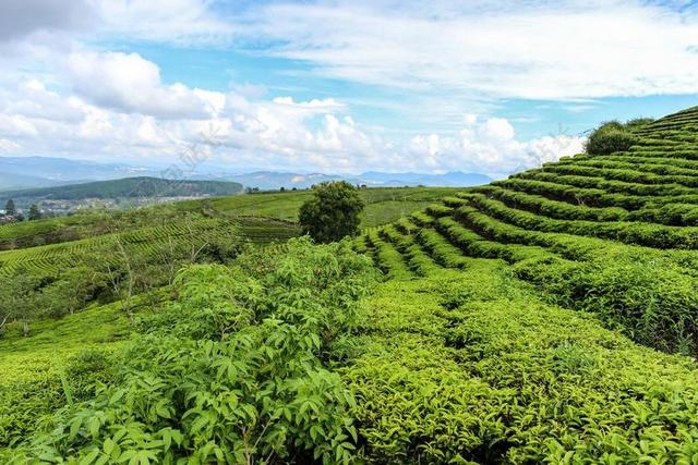 山坡上的茶园背景图片
