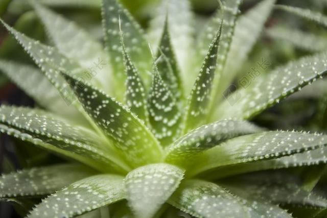 HAWORTIA SUCCULENTE 明星 植物群 厂 仙人掌