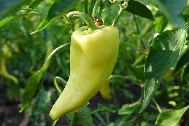 青椒 花园 有机 蔬菜 健康 自然 植物 绿色 食品 夏天