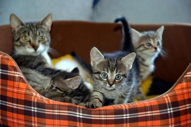 猫 家庭 宠物 爱 快乐 动物 年轻 可爱 母亲 一起