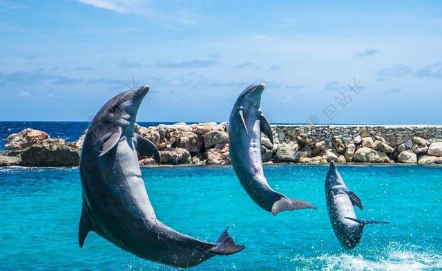 海豚 水族馆 跳跃 鱼 动物 海洋 水 生活 海 蓝色