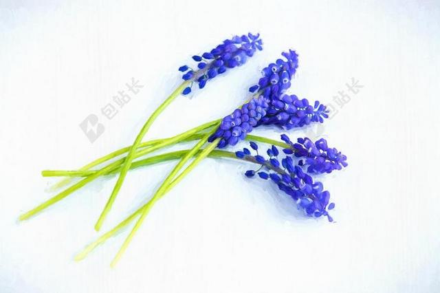 绘画 鲜花 蓝色 蓝色的花 风信子 葡萄风信子 漆 数字绘画