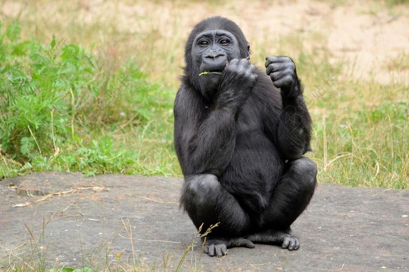 大猩猩 猿 猴子 灵长类动物 动物 野生动物 野生 动物学