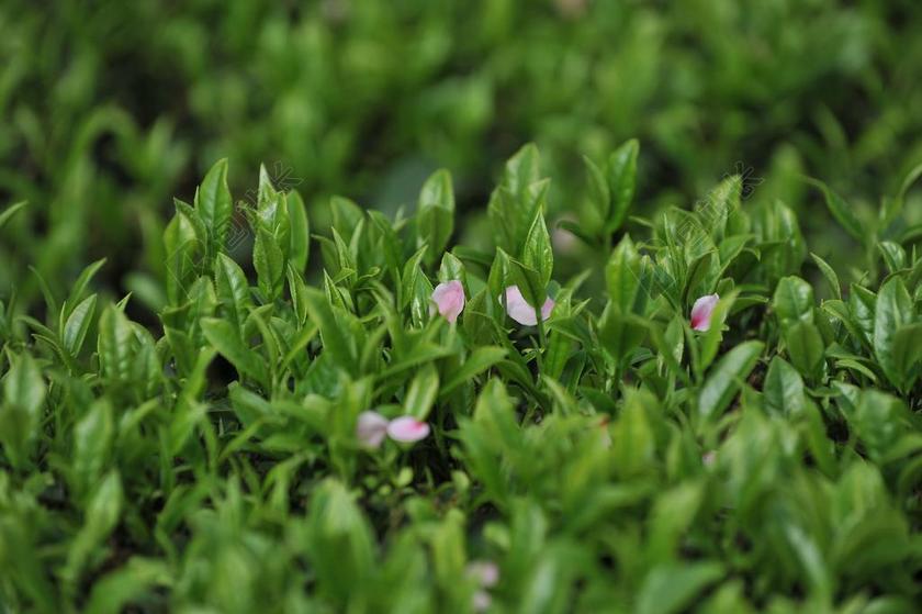 茶园 茶叶 绿茶