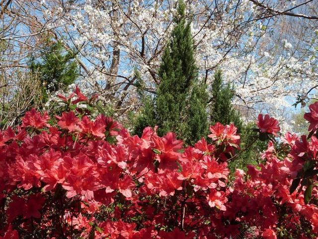 映山红 红色 盛开 春 花 自然 山茱萸