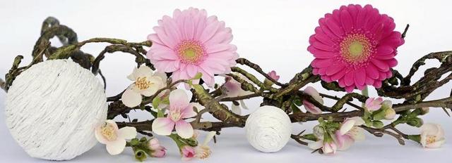 非洲菊 花 鲜花 粉红色 春季装修 装饰 球 科 标头
