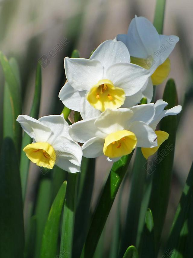 水仙花 鲜花 春 角力花头
