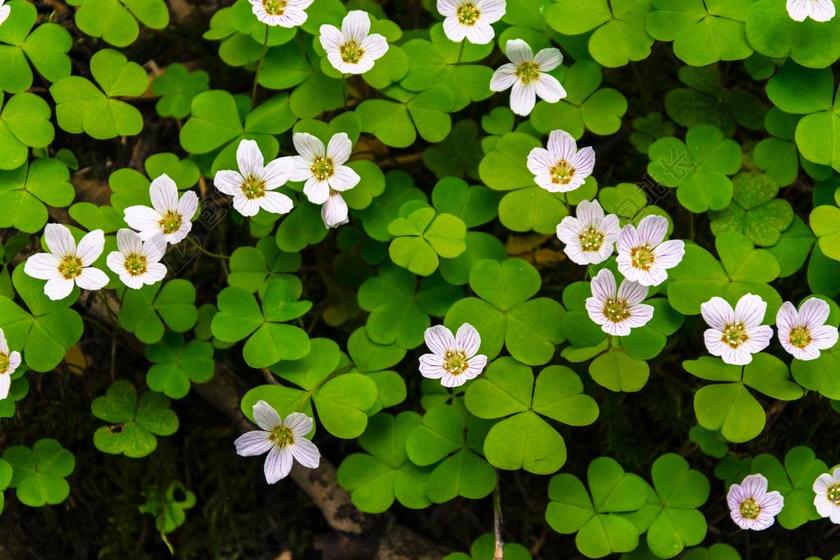 花卉 鲜花 布卢姆 白 绿 森林 性质 夏天 在春季