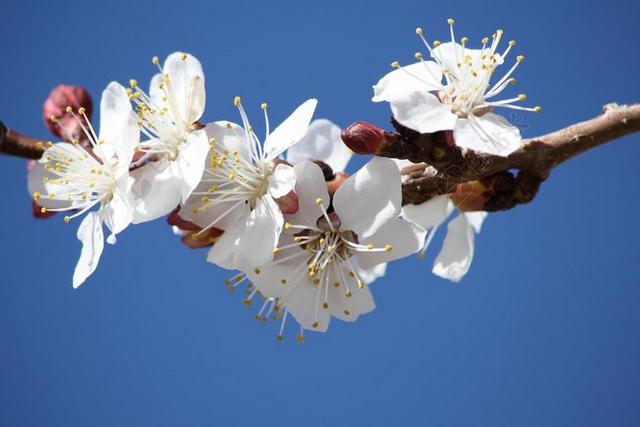 白色的花 蓝蓝的天空 春天 花枝 树 性质 樱花 水果树 厂