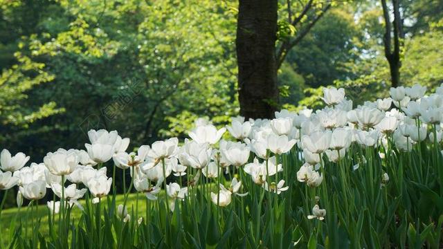 杭州 郁金香 太子湾 白色的花 花园 天性 绿色的 春天的