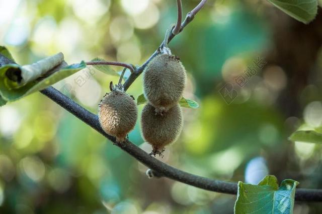 猕猴桃 植物 水果 食品 绿色 新鲜 健康 成熟 甜 自然