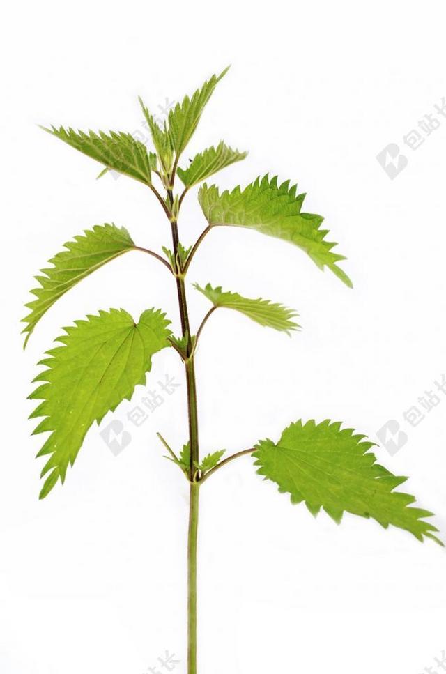 植物 高 摄影 特写 孤立 荨麻 没有人 绿色 白 草药