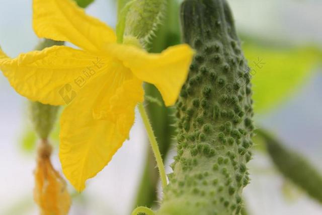 蔬菜花园 黄瓜 蔬菜 绿色 花卉