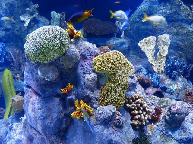 礁 珊瑚礁 海绵 水族馆 水下