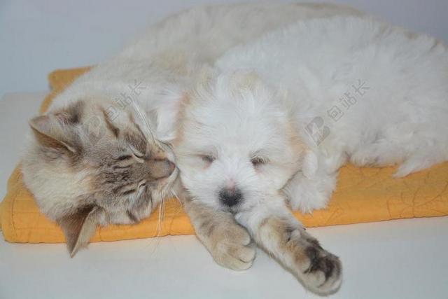 地毯上睡觉的猫和狗背景图片