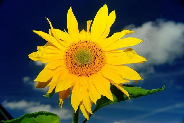 花 开花 太阳花 厂 性质 关闭 黄色 夏季 花丝 夏花
