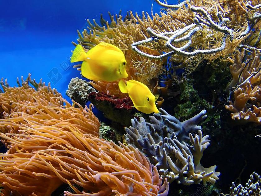 珊瑚 鱼 水下 水族馆 水 观赏鱼 异国情调 外来鱼类