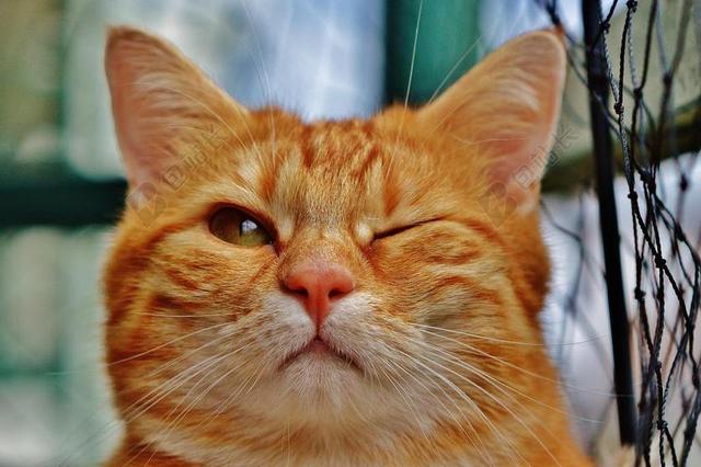 猫 眨眼 滑稽 毛皮 动物 红色 可爱 宠物 阿迪达斯