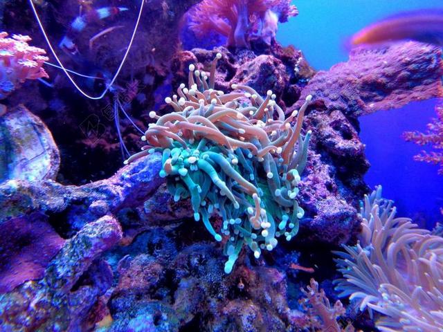 珊瑚 海葵 沙洲 水族馆 海 鱼 动物 水下 性质 水