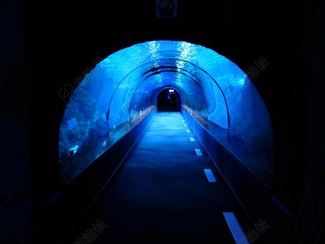 隧道 水下 水族馆 鲨鱼池 蓝色 黑 令人毛骨悚然 管 离