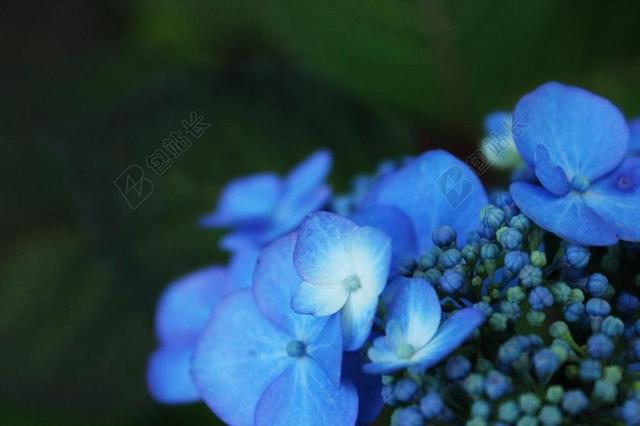 摄影自然八仙花开花背景图片